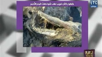 حقيقة الوحش الغريب الذى ظهر على شواطئ البحر الأحمر .. (فيديو)