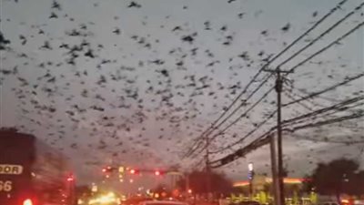 طيور سوداء تغزو سماء تكساس (فيديو)
