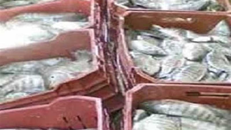 ضبط 7 أطنان من الأسماك