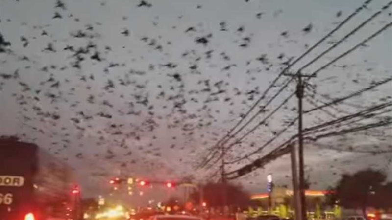 طيور سوداء تغزو سماء