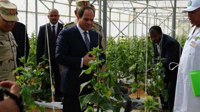مصر الخضراء.. تعرف على مشروع الصوب الزراعية بمطروح (فيديو)