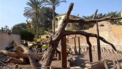 الآثار: نقل تبعية شجرة 