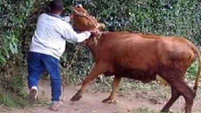 ضبط تشكيل عصابي لسرقة المواشي بالبحيرة