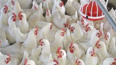 لوحة ترخيص معدنية وتشغيل للثروة الحيوانية ببني سويف
