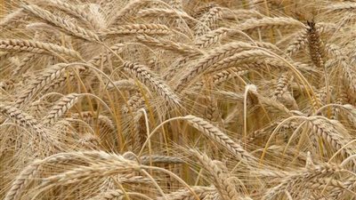 محافظ الدقهلية :الاستعداد لموسم حصاد القمح وتجهيز الشون والصوامع