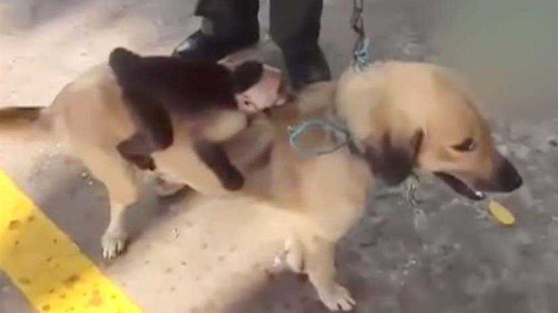 كلبة تتبنى قردًا