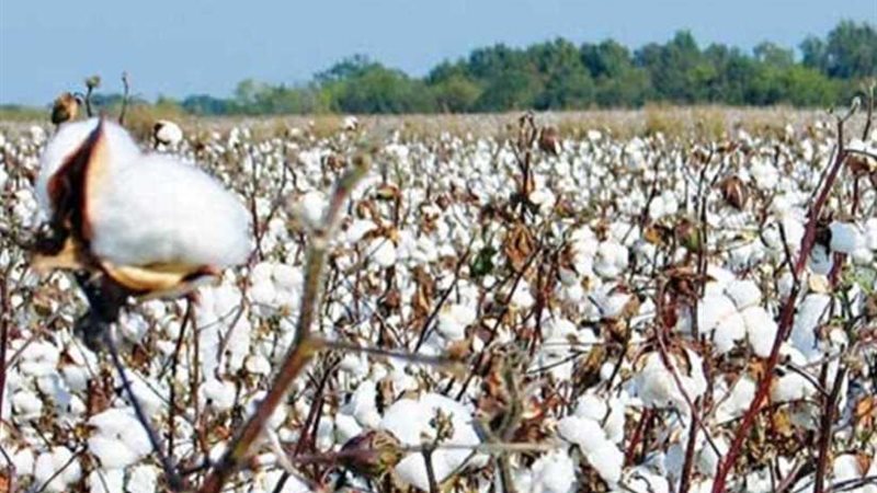 الحكومة: 2500 جنيه