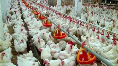 ضبط شركة دواجن استولت على 7 ملايين جنيه