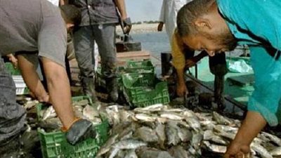 ضبط 25 بؤرة تهريب أسماك ببحيرة ناصر خلال فترة وقف الصيد