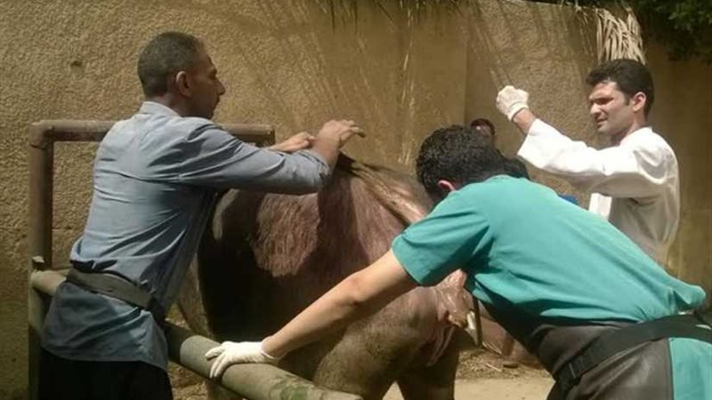 قافلة بيطرية تعالج