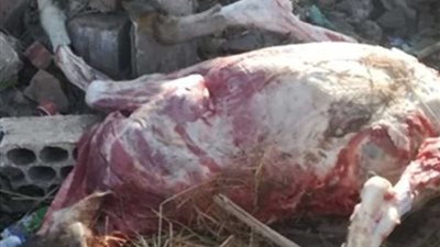 جزار يذبح الحيوانات النافقة داخل سلخانة بالمنوفية