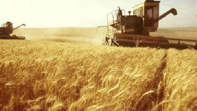 توريد 120 ألف طن قمح لشون وصوامع محافظة كفر الشيخ