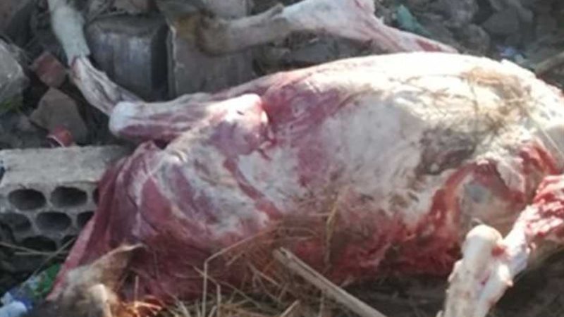 جزار يذبح الحيوانات