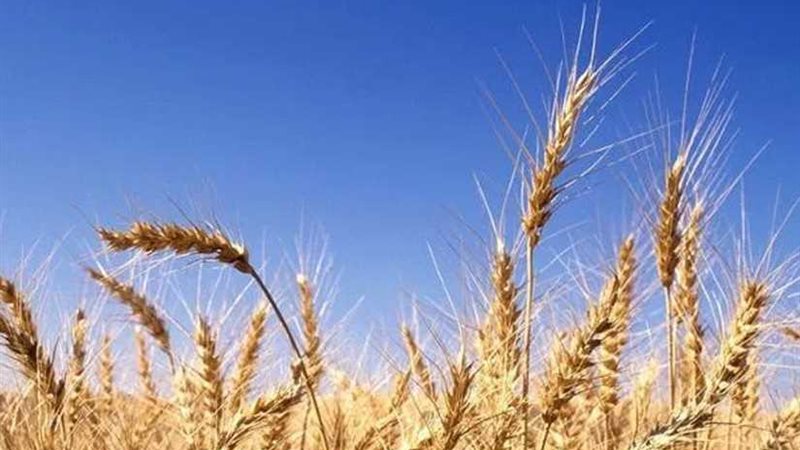 السعودية تستورد 540