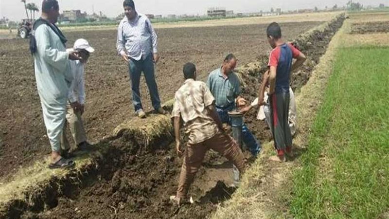 مكافحة القوارض للمحاصيل..