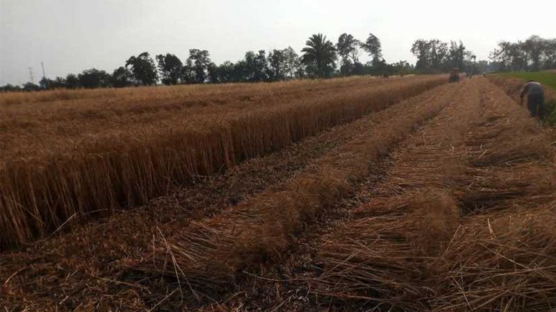 توريد 173 ألف طن