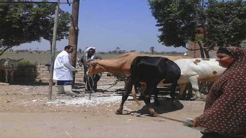 تحصين 99 ألف رأس