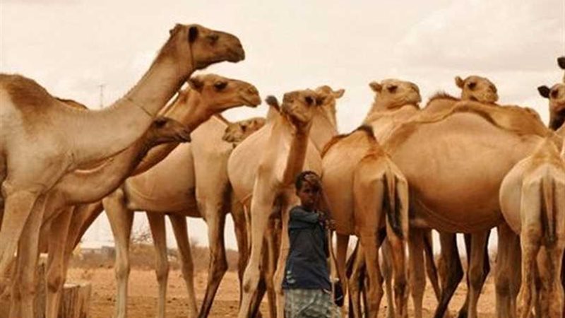 وصول 3 آلاف و945