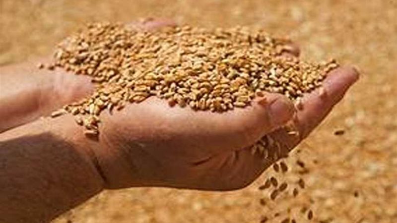 خبير بالفاو: إنتاج