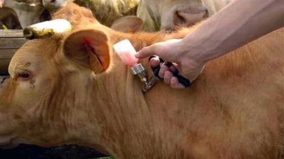 تحصين 283 ألف رأس ماشية ضد الأوبئة ببنى سويف