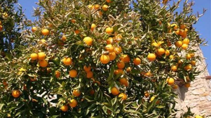 الزراعة: منظمة وقاية