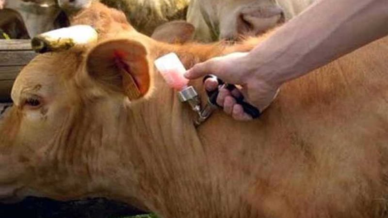 تحصين 283 ألف رأس