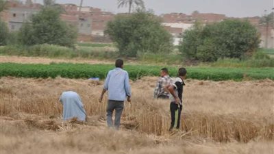 توريد 350 ألف طن قمح ببني سويف