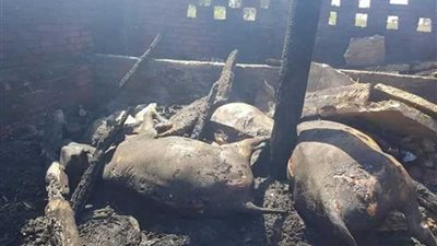 نفوق 14 رأس ماشية في حريق مزرعة بقرية الطويلة