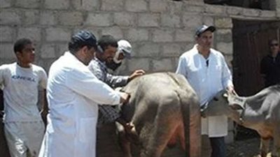 تحصين 340 ألف رأس ماشية ضد الجلد العقدي والحمى القلاعية في بنى سويف