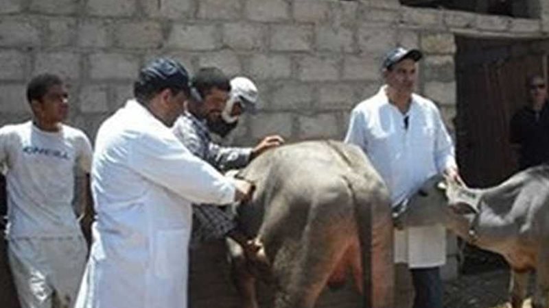 تحصين 340 ألف رأس