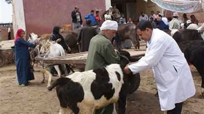 بني سويف ..تحصين 260 ألف رأس أبقار وأغنام ضد 