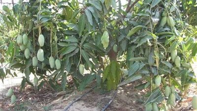 معالجة 52 ألف فدان مانجو من العفن بالإسماعيلية