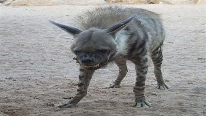 سلعوة تصيب 3 أشخاص