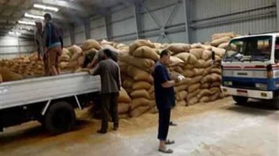شون وصوامع كفرالشيخ تستقبل 150 ألفًا و366 طن قمح