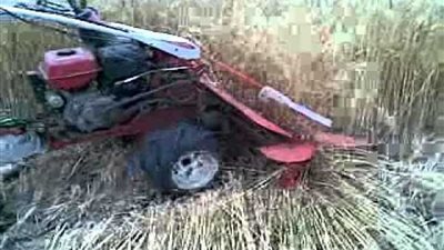 ماكينة حصاد القمح تلتهم فلاحًا بكوم حمادة