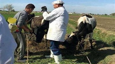 تحصين 374 ألف رأس ماشية ضد الطفيليات بالبحيرة