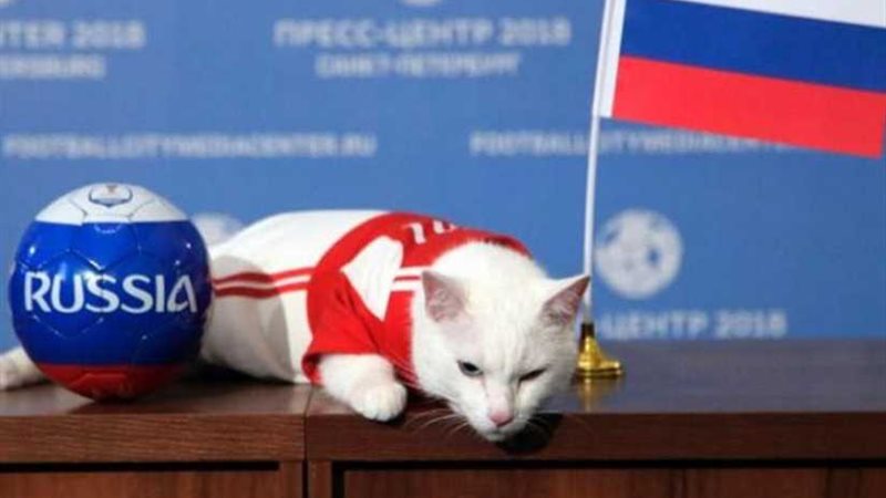 أخيل قط أصم يتوقع