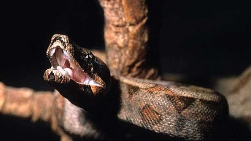 أفعى طولها 7أمتار