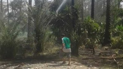 السيطرة على حريق هائل بشجر نخيل بالقلج في الخانكة