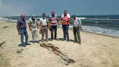 مدير مركز جامعة المنصورة للحفريات يكشف تفاصيل 