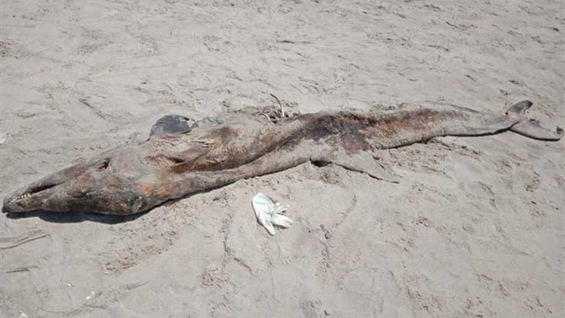 العثور على هيكل حيوان