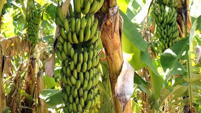 الزراعة: حظر زراعات