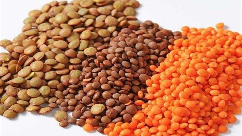 العدس يحسن عمل الغدة