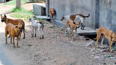 إعدام 521 كلبا ضالا بالبحيرة