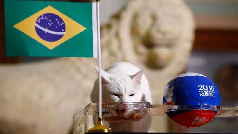 القط أخيل يقتل كوستاريكا