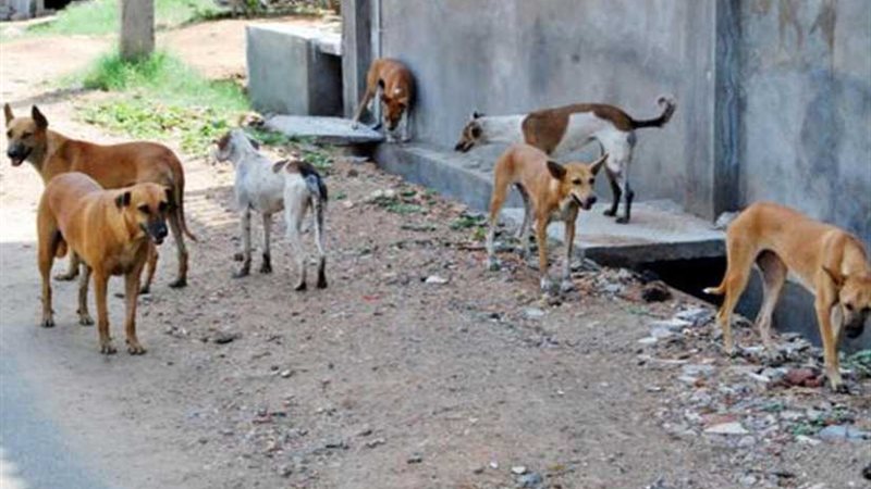 إعدام 521 كلبا ضالا