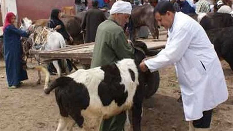 تحصين 99 ألف حيوان