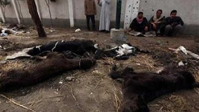 نفوق ١١ رأس ماشية وأغنام في حريق التهم ٣ منازل بمركز أبوتيج