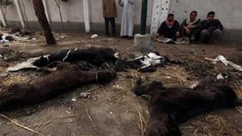 نفوق ١١ رأس ماشية