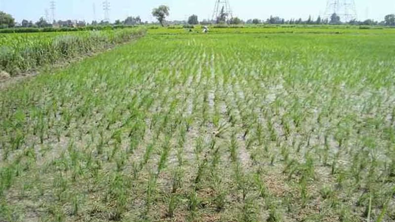 الوزراء: ضرورة الالتزام